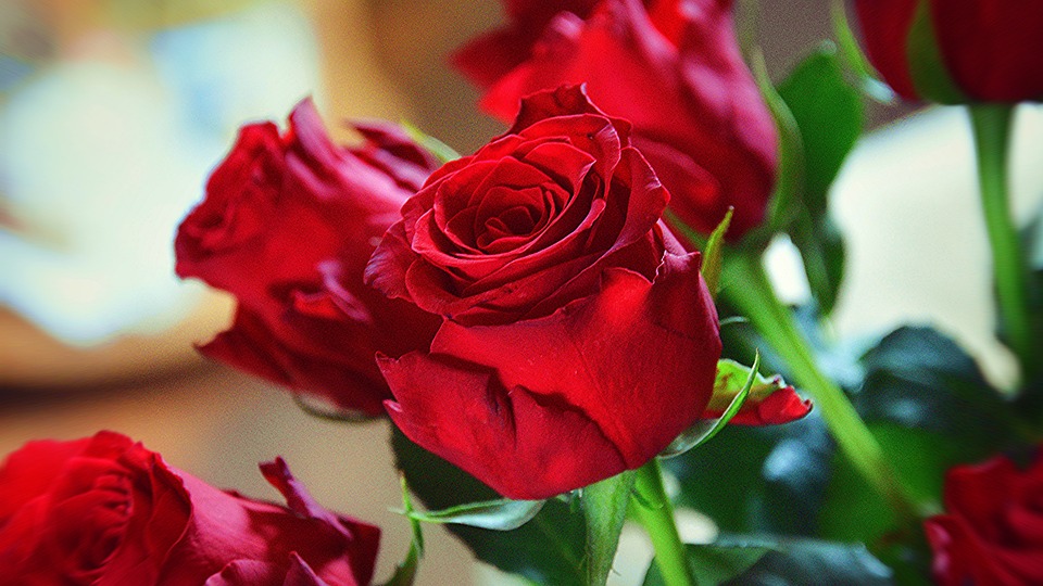 roses-3799286_960_720